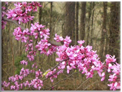 redbud blooms